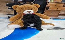 Portuguese Water Dog dogs for sale: Sara - Image 6