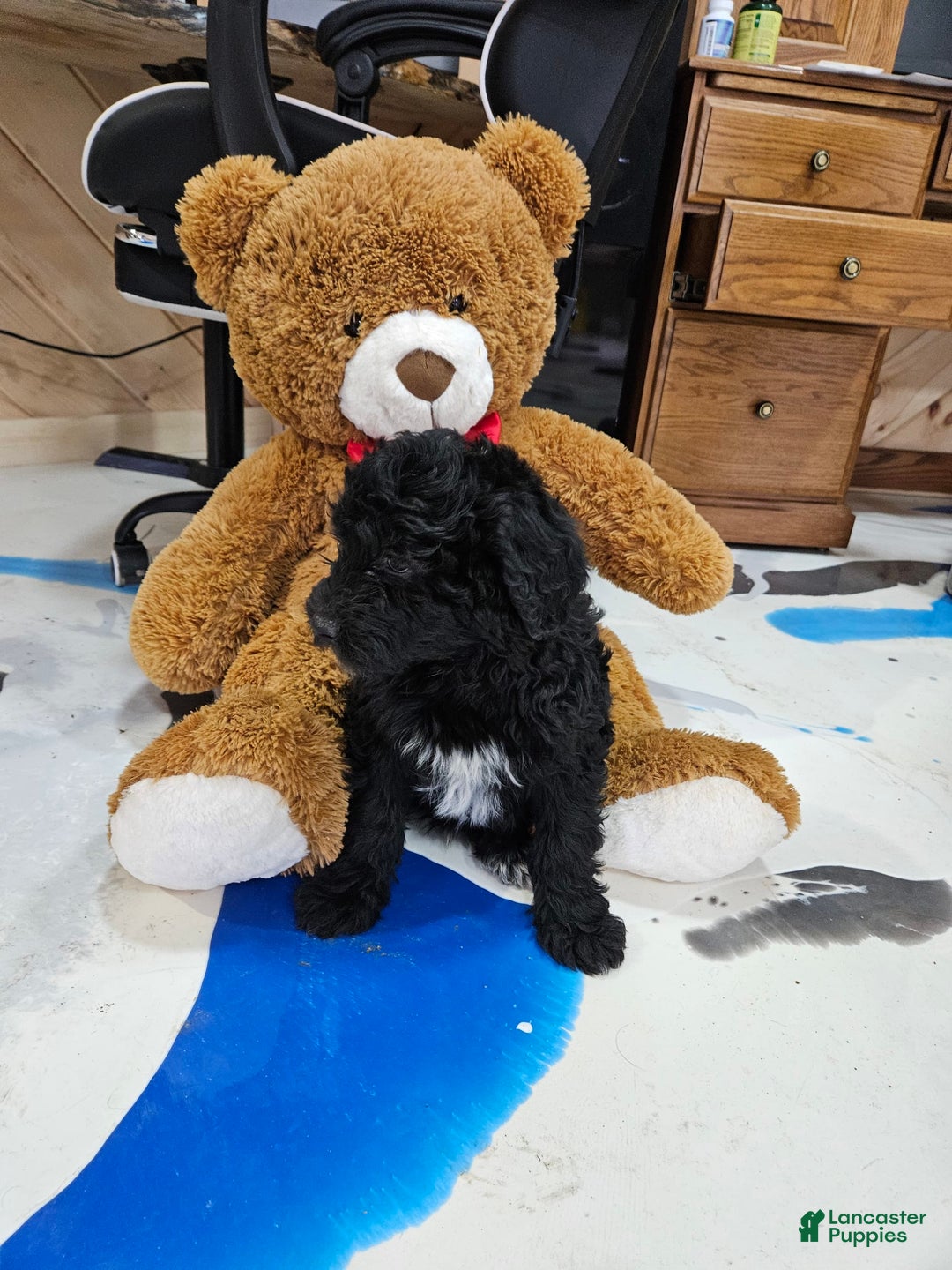 Portuguese Water Dog dogs for sale: Sara - Image 6
