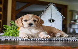 Cocker Spaniel dogs for sale: Archie - Image 1