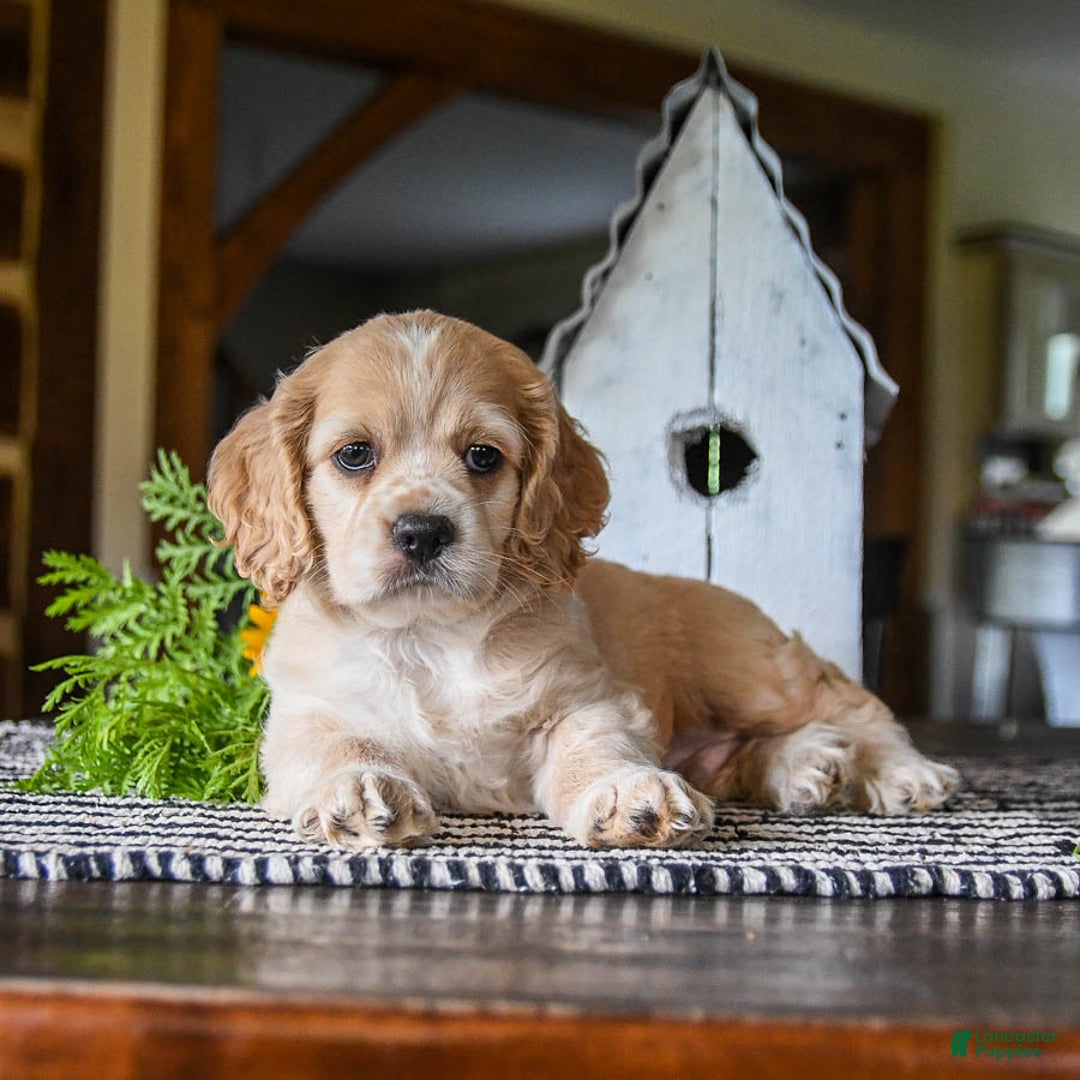 Cocker Spaniel dogs for sale: Archie - Image 1