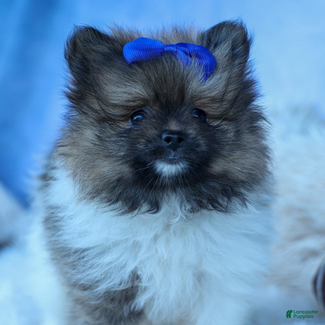 Pomeranian dogs for sale: Bobby - Image 7