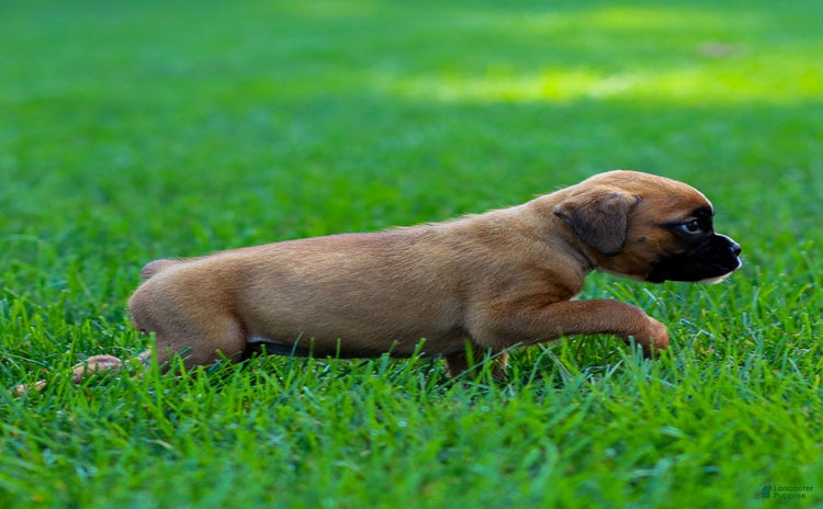 Boxer dogs for sale - Ad 3