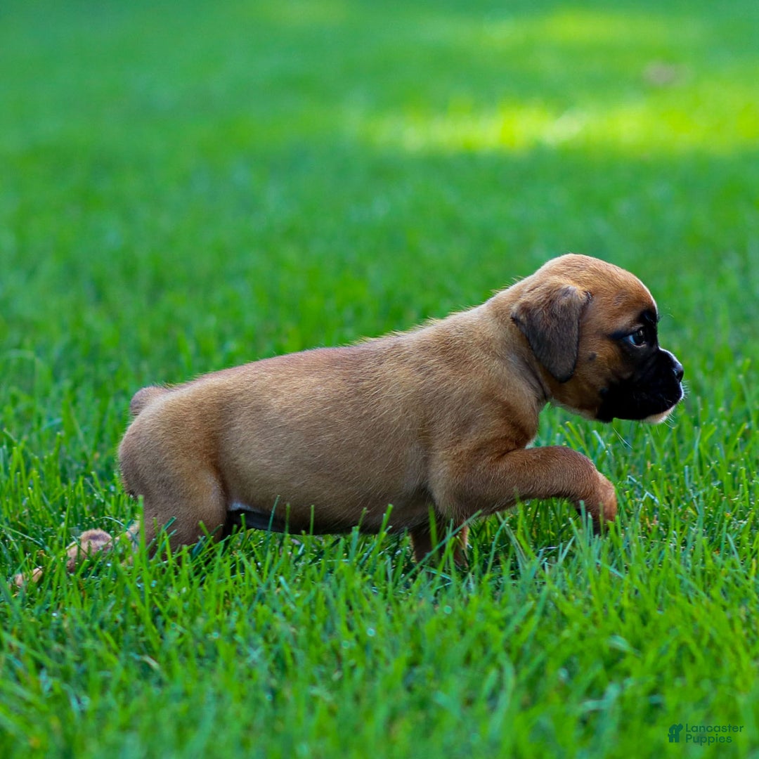 Boxer dogs for sale: Destiny - Image 1