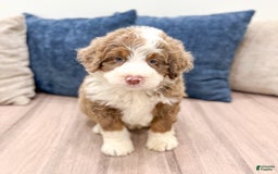 Mini Bernedoodle dogs for sale: Bear - Image 4