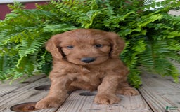 Goldendoodle dogs for sale: Ben - Image 32
