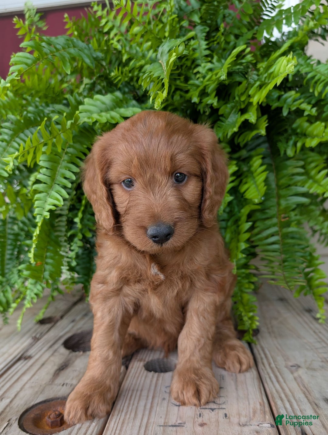 Goldendoodle dogs for sale: Ben - Image 32