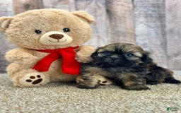 Shih Tzu dogs for sale: Snapps - Image 3