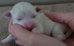 Maltese dogs for sale: Tinker - Image 3