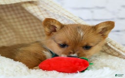 Welsh Corgi Pembroke dogs for sale: Garrett - Image 6