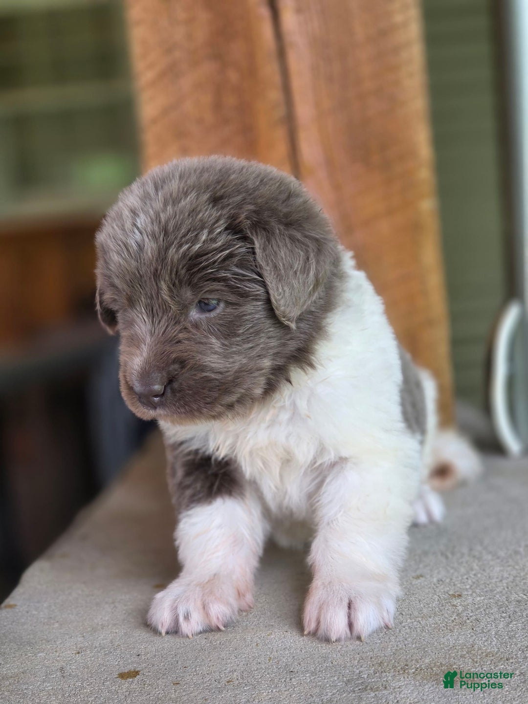 Newfoundland dogs for sale: Lacie - Image 2
