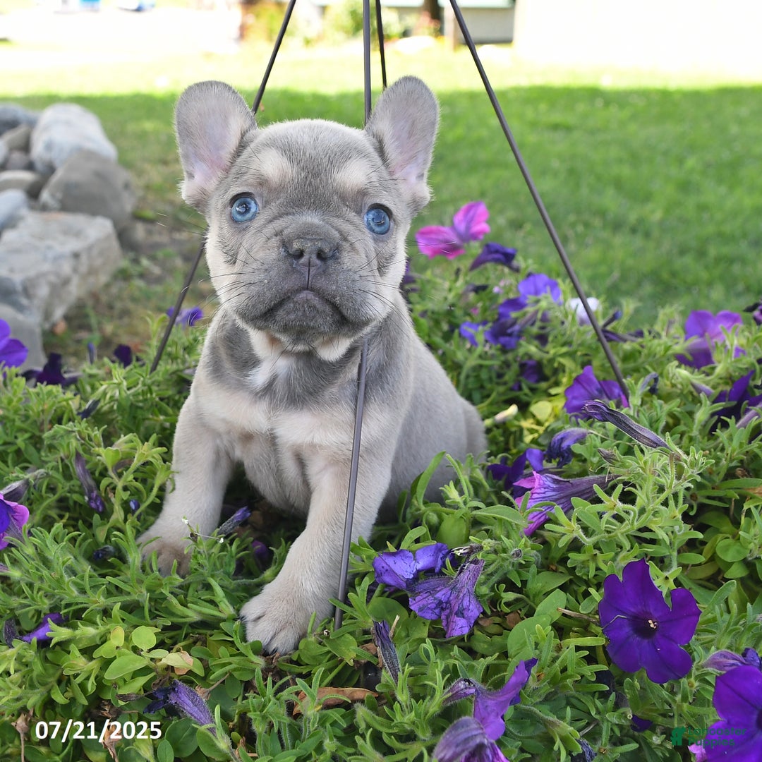 French Bulldog dogs for sale: Felix - Image 3