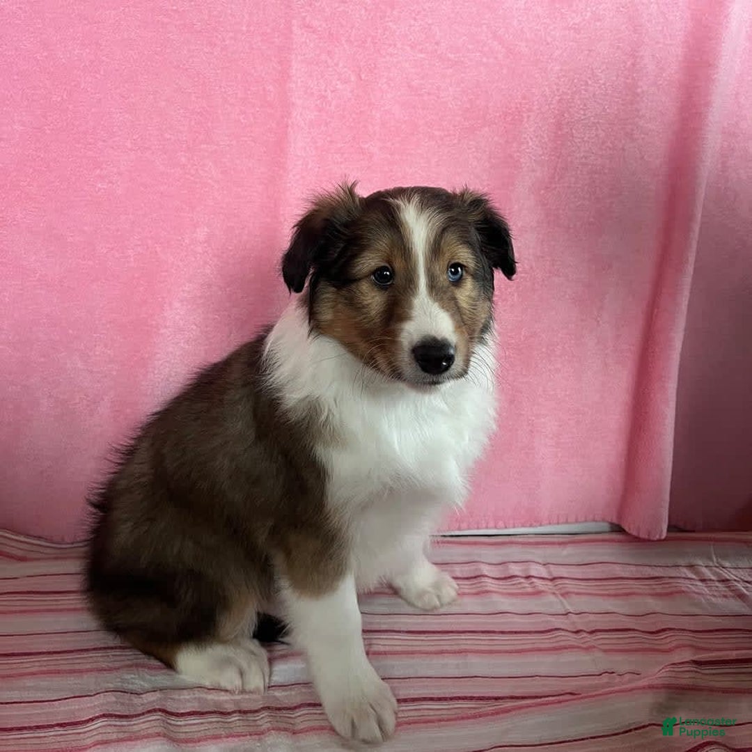 Shetland Sheepdog dogs for sale: Silas - Image 4