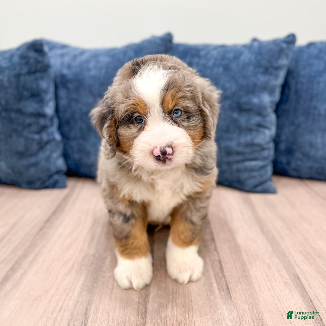 Mini Bernedoodle dogs for sale: Henry - Image 6