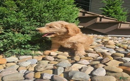 Goldendoodle dogs for sale: Honey - Image 2