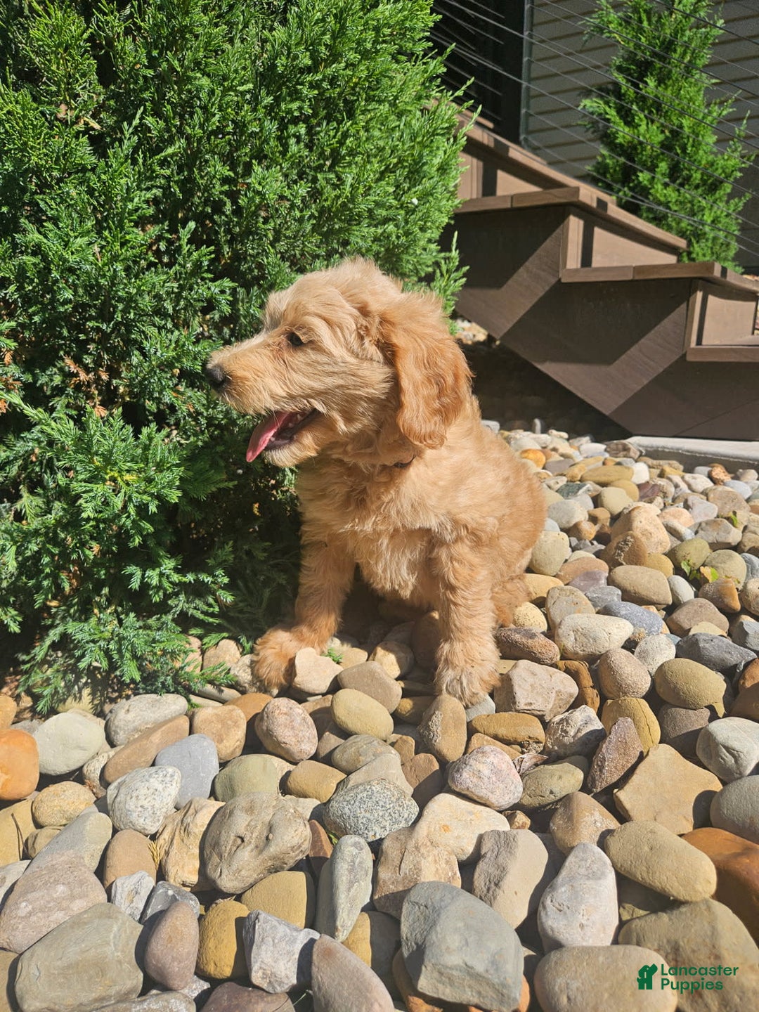 Goldendoodle dogs for sale: Honey - Image 2
