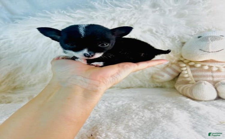 Chihuahua dogs for sale - Ad 2