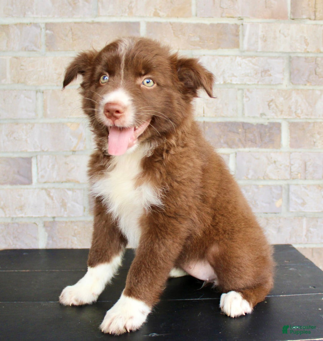 Australian Shepherd dogs for sale: Tracy - Image 2