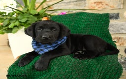 Labrador Retriever dogs for sale: Cannoli - Image 3