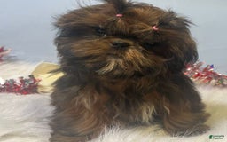 Shih Tzu dogs for sale: Glitterbug Pink - Image 10