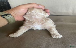 Toy Poodle dogs for sale: Sugar - Image 1