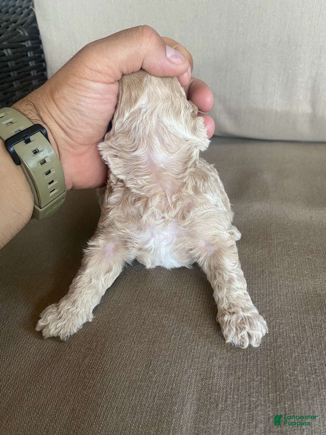 Toy Poodle dogs for sale: Sugar - Image 1