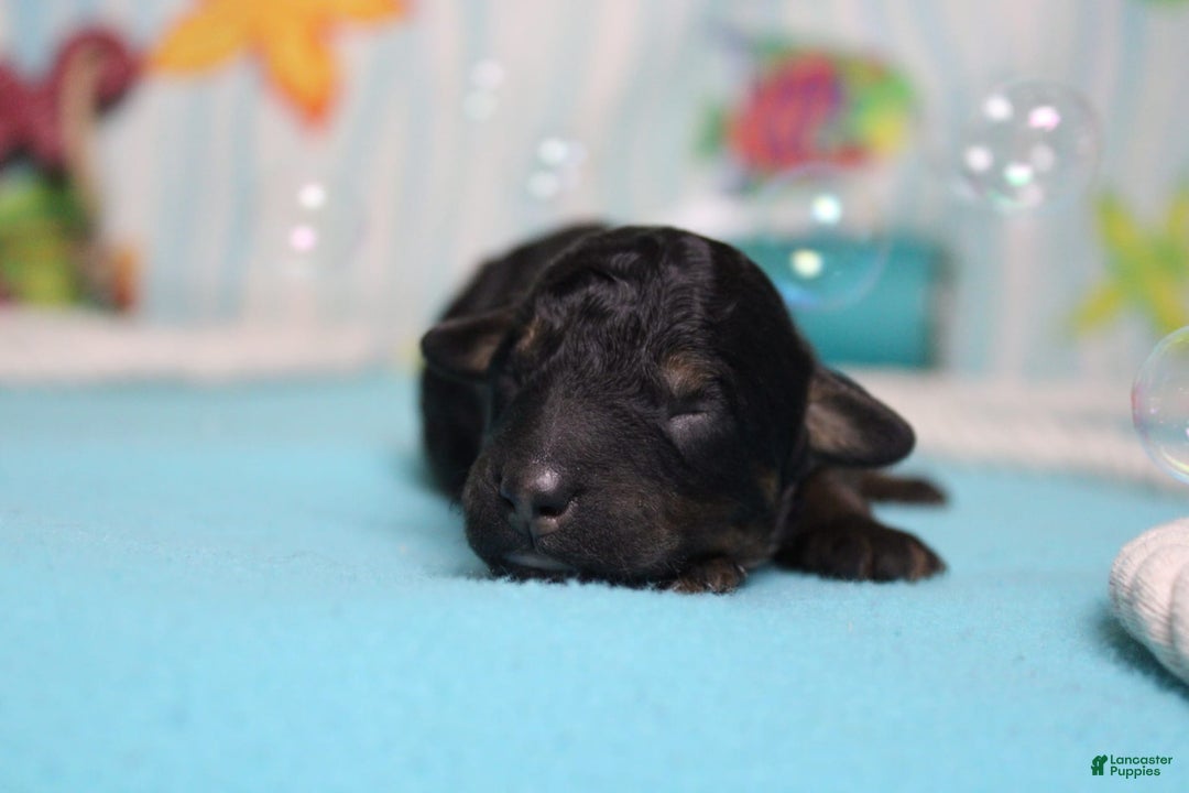 Toy Poodle dogs for sale: Jett - Image 2