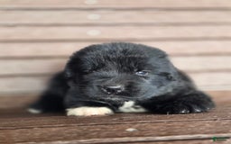 Newfoundland dogs for sale: Tramp - Image 2