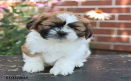 Shih Tzu dogs for sale: Dante - Image 1
