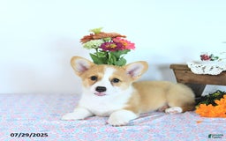 Welsh Corgi Pembroke dogs for sale: Hope - Image 10