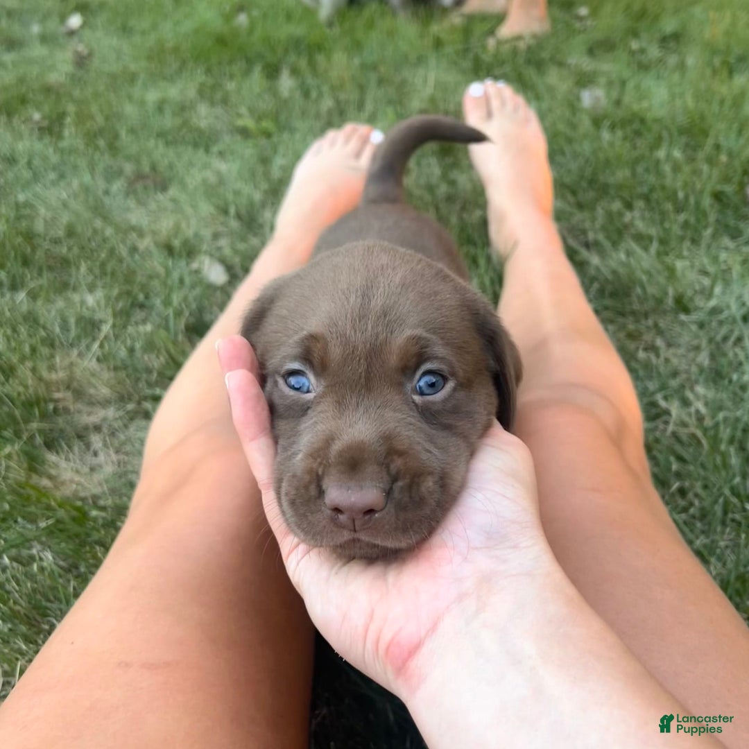 Labrador Retriever dogs for sale: Daisy - Image 1
