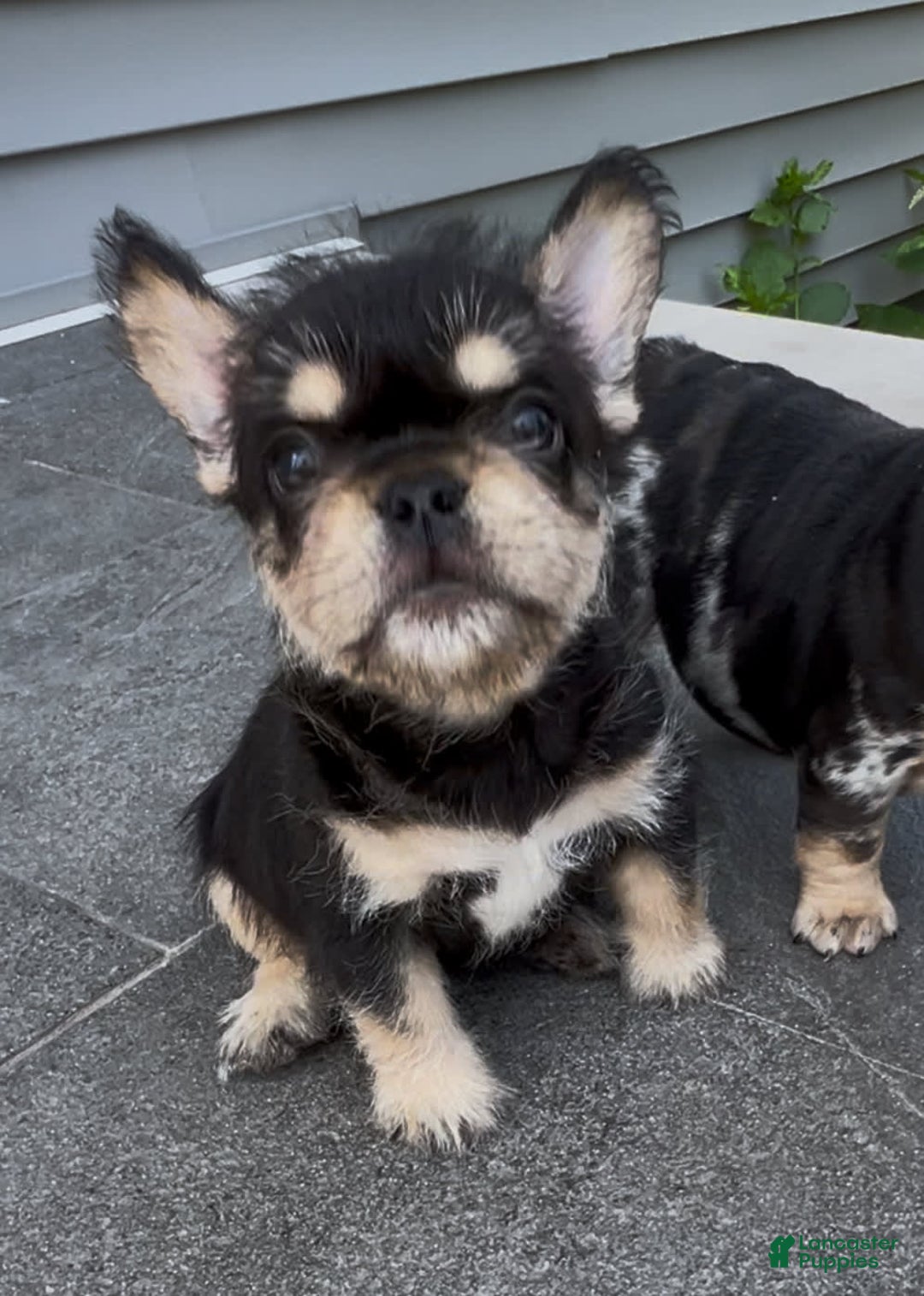 French Bulldog dogs for sale: Hay Wire - Image 6