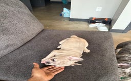 French Bulldog dogs for sale: Dior - Image 9