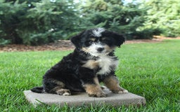 Mini Bernedoodle dogs for sale: Prince - Image 5