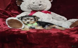 Yorkshire Terrier dogs for sale: Kiwi - Image 7