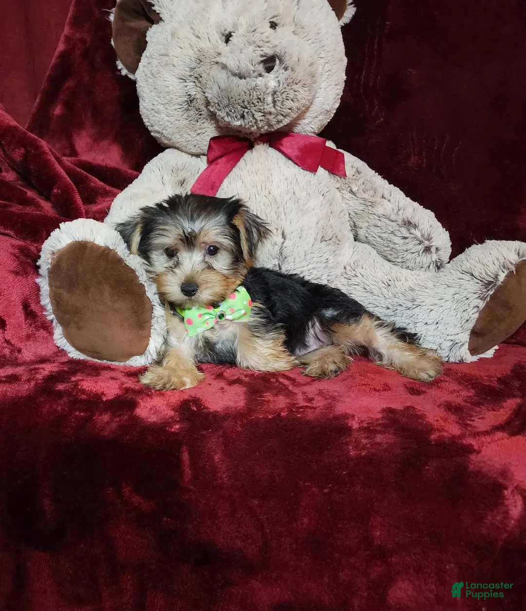Yorkshire Terrier dogs for sale: Kiwi - Image 7