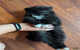 Pomeranian dogs for sale: Booty Boots - Image 4