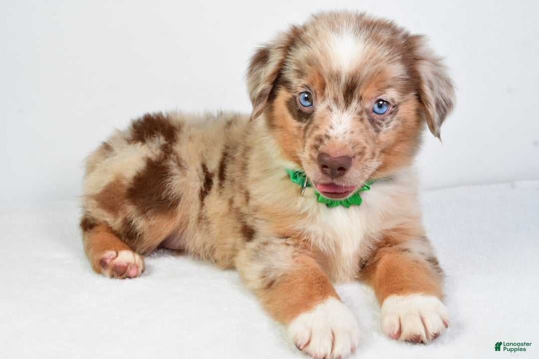 Miniature Australian Shepherd dogs for sale: Seth - Image 4