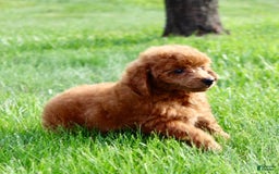 Miniature Poodle dogs for sale: Roger - Image 3