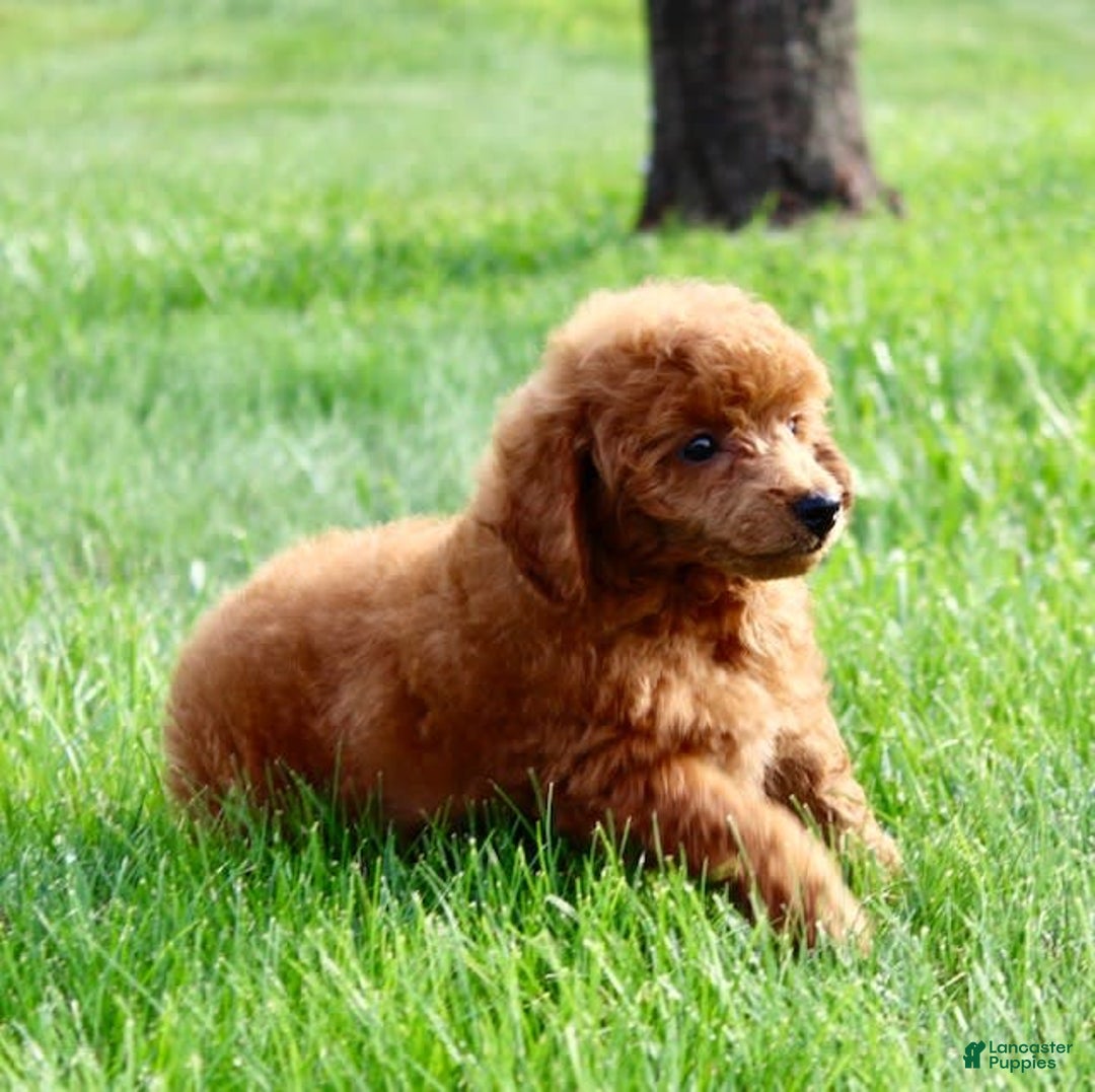 Miniature Poodle dogs for sale: Roger - Image 3