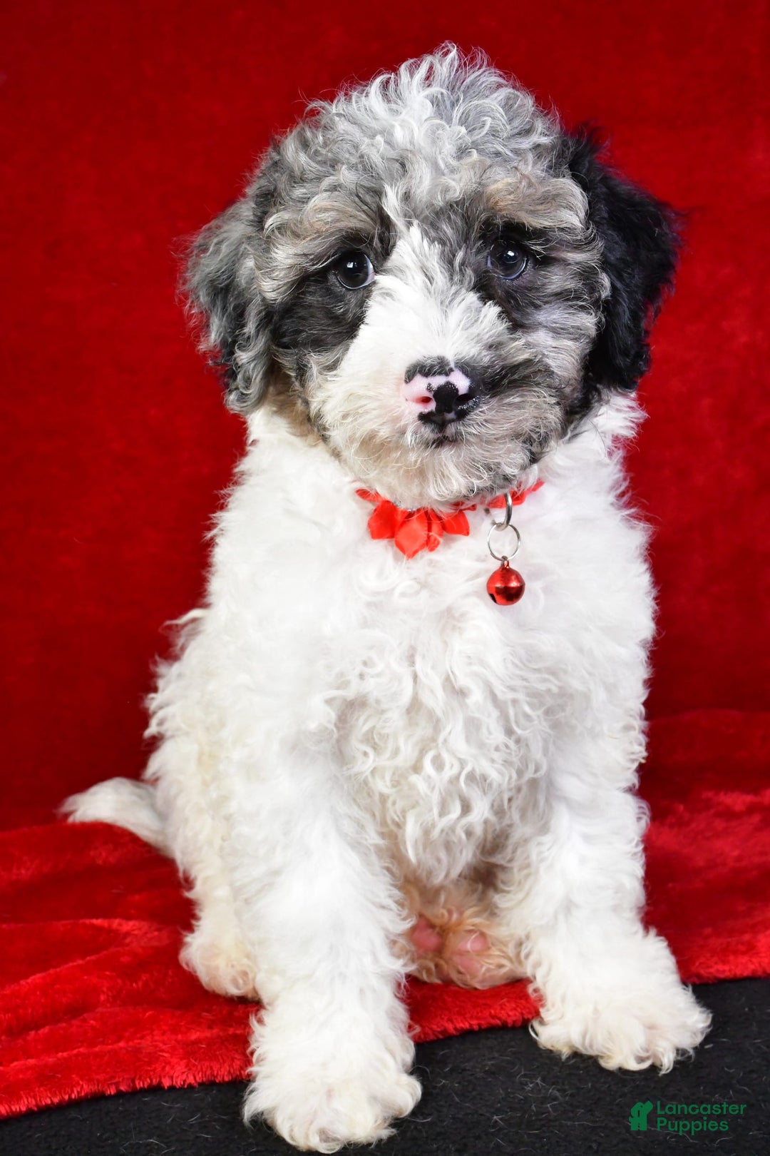 Miniature Poodle dogs for sale: Kyler - Image 4
