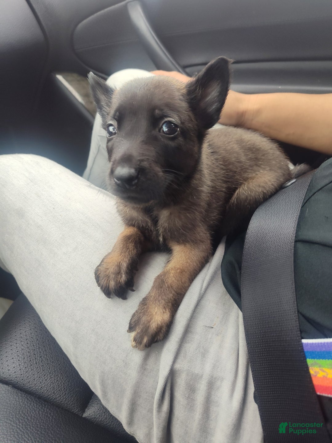Belgian Malinois dogs for sale: Chucky - Image 2