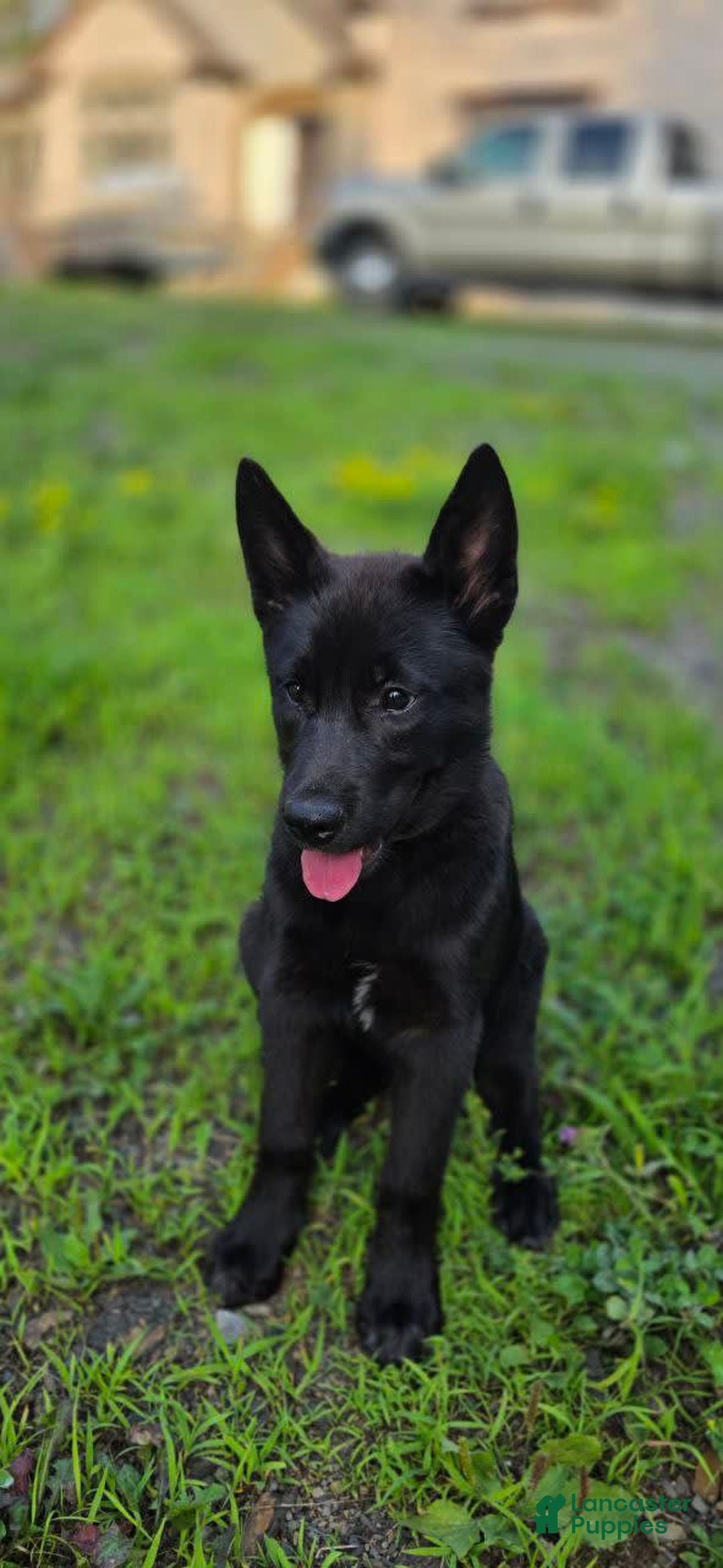 Dutch Shepherd dogs for sale: Puppy - Image 2