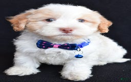 Havapoo dogs for sale: Montey - Image 6
