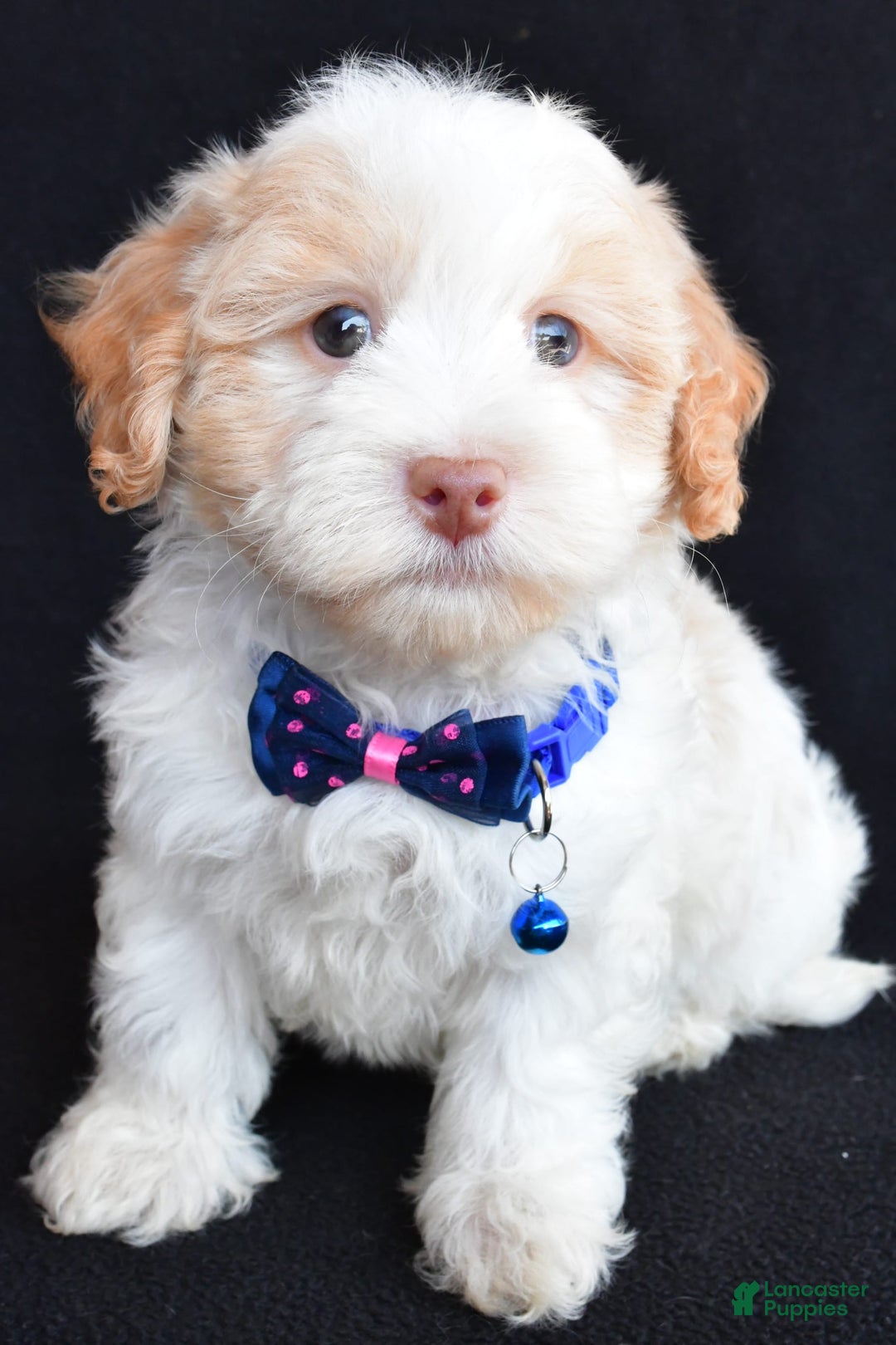 Havapoo dogs for sale: Montey - Image 6