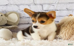 Welsh Corgi Pembroke dogs for sale: Lyla - Image 11