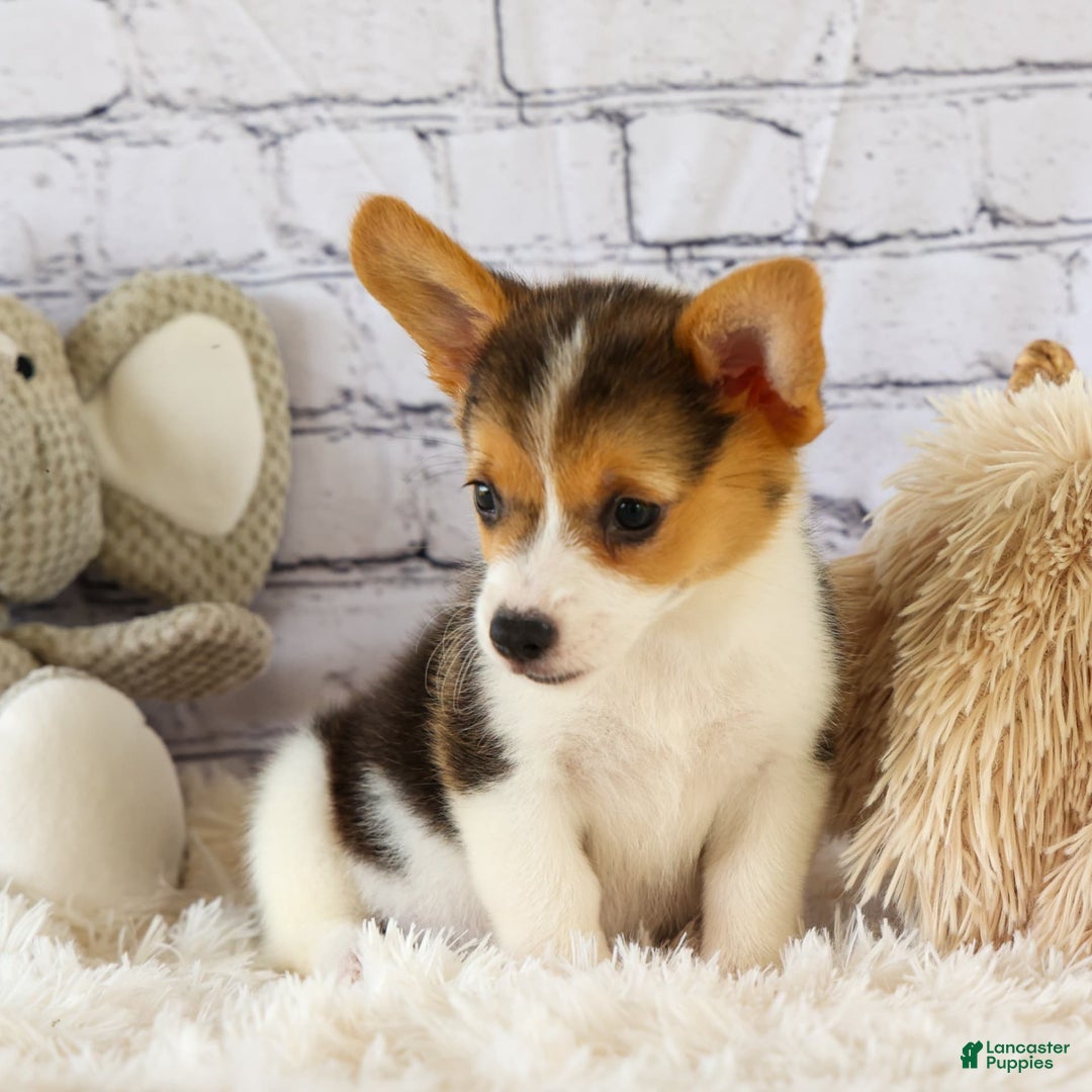 Welsh Corgi Pembroke dogs for sale: Lyla - Image 11