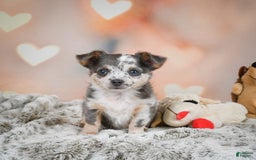 Chihuahua dogs for sale: Callie - Image 11