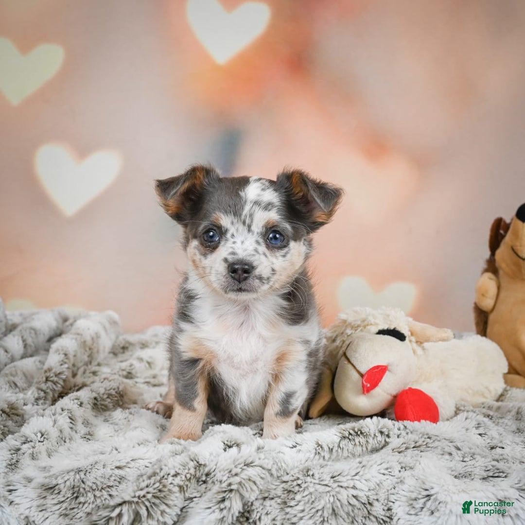 Chihuahua dogs for sale: Callie - Image 11