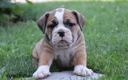 Olde English Bulldogge dogs for sale: Penelope - Image 1