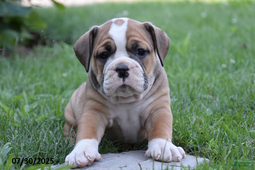Olde English Bulldogge dogs for sale: Penelope - Image 1